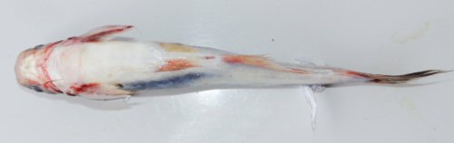 Pangasius icaria = Holotype-Ventral view-Tamil Nadu, Salem district, Mettur Dam, Cauvery River