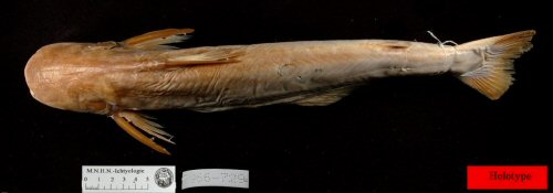 Pangasius krempfi  -  Holotype = dorsal view