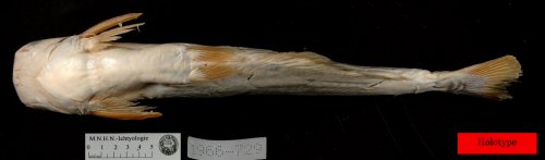 Pangasius krempfi - Holotype - ventral view