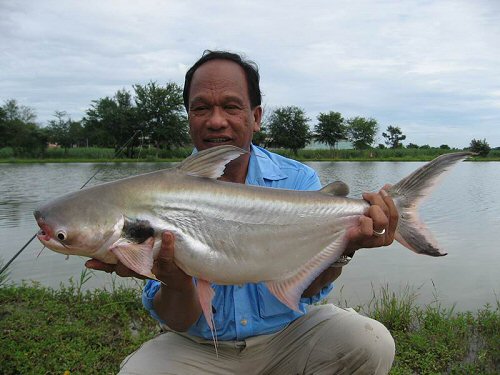 Pangasius larnaudii= Sub-Adult: Caught on July 2007 at Ratchaburi, Thailand.