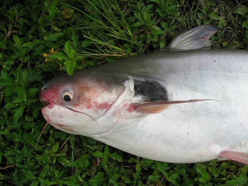 Pangasius larnaudii  = Adult: showing why it got its common name
