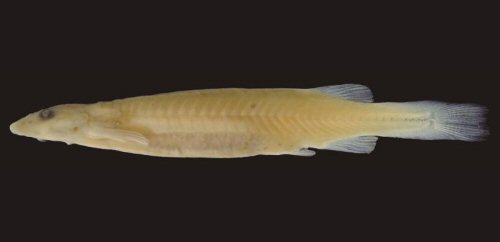 Paracanthopoma capeta = Holotype-Brazil, Amazonas, Rio Negro