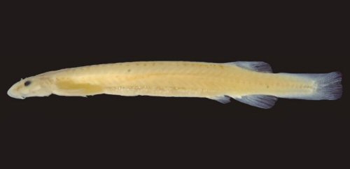 Paracanthopoma malevola = holotype