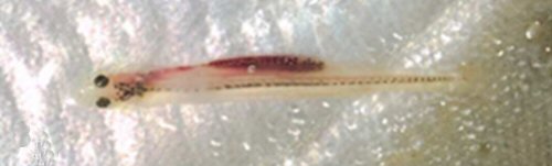 Paracanthopoma parva