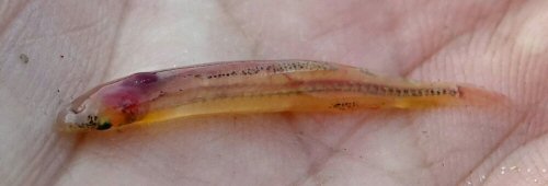 Paracanthopoma parva = Upper Takutu-Upper Essequibo, Guyana