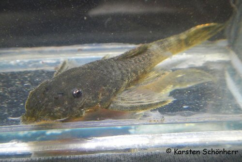 Paralithoxus surinamensis = Awaradam falls, Gran Rio, Suriname