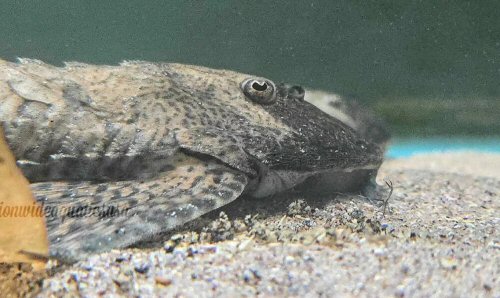 Paraloricaria commersonoides = head view