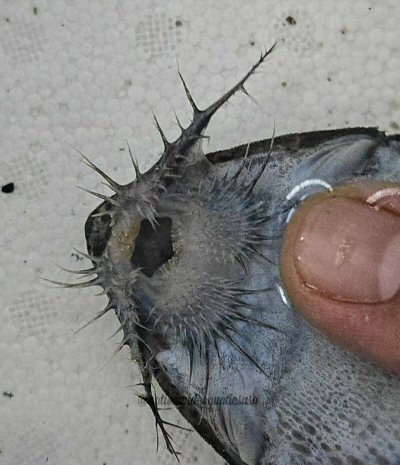 Paraloricaria commersonoides = mouth view