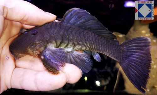 Parancistrus sp. (L332)