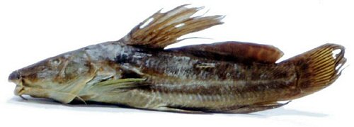 Parauchenoglanis altipinnis = Holotype 17cm SL-Dja River, Esamesa, Cameroon