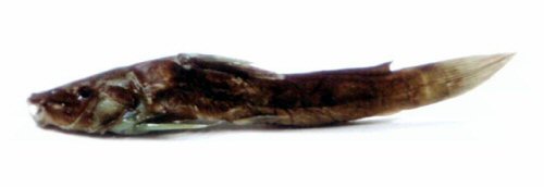 Parauchenoglanis buettikoferi = Holotype-Upper Warri River, Nigeria