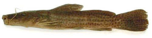 Parauchenoglanis longiceps = Nyong River, Ebogo, Cameroon. MRAC 73-29-P-1455; Musée Royal de l'Afrique Centrale, Tervuren (Belgium).