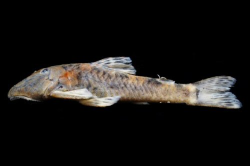 Pareiorhaphis splendens