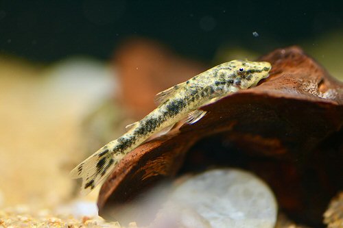 Parotocinclus cristatus