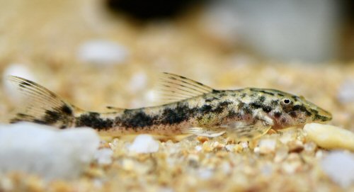 Parotocinclus cristatus