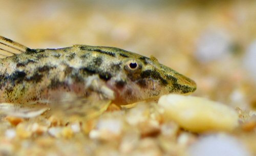 Parotocinclus cristatus = head view