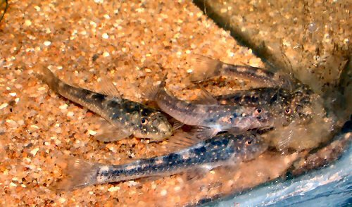 Parotocinclus sp. "Pernambuco"