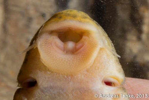 Peckoltia furcata = ventral view of mouth