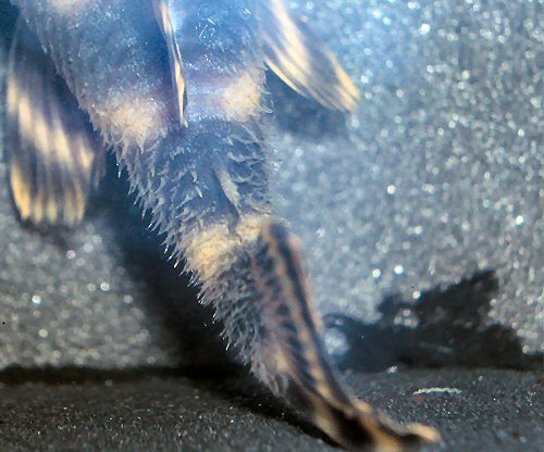 Peckoltia amjikin = Male showing the hairy odontodes to rear of body.