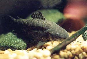 Megalechis personata