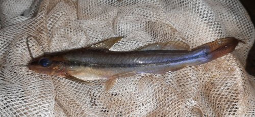 Pimelodella chagresi