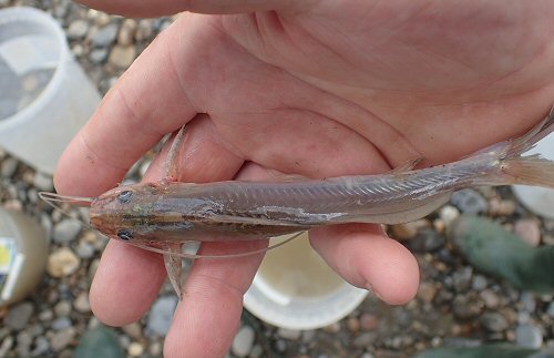 Pimelodella cyanostigma = dorsal view