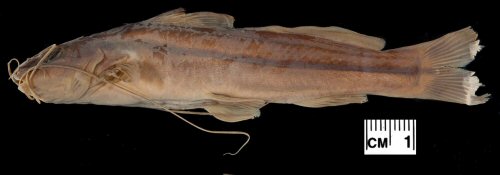 Pimelodella montana = (of which none have been selected as Holotype)