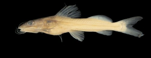 Pimelodella nuchalis = Holotype-Colombia, Guainía, Río Atabapo, isla Chamochina, border between Colombia and Venezuela, 03°4657.11N 67°3759.1W