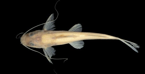 Pimelodella nuchalis = Holotype-dorsal view-Colombia, Guainía, Río Atabapo, isla Chamochina, border between Colombia and Venezuela, 03°4657.11N 67°3759.1W 