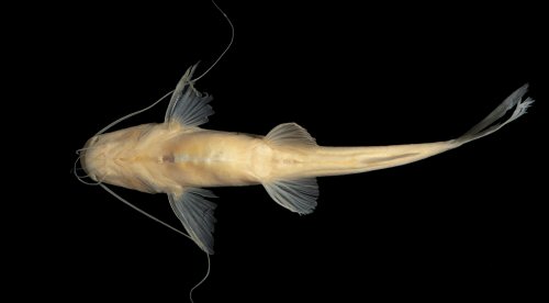 Pimelodella nuchalis = Holotype-ventral view-Colombia, Guainía, Río Atabapo, isla Chamochina, border between Colombia and Venezuela, 03°4657.11N 67°3759.1W 