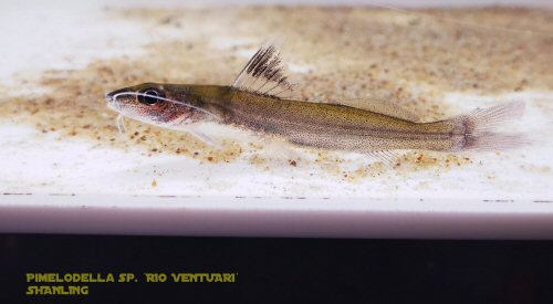 Pimelodella sp. 'Rio Ventuari'