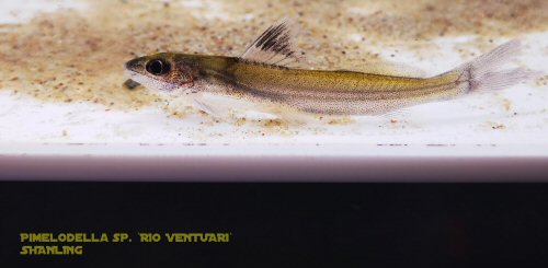 Pimelodella sp. 'Rio Ventuari'