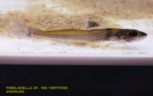 Pimelodella sp. 'Rio Ventuari'