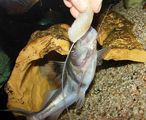 Pimelodus ornatus = Hand feeding with fish fillets