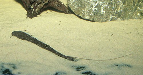 Planiloricaria cryptodon  = buried in sand