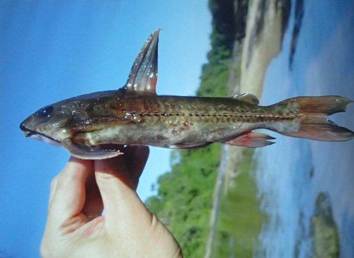 Platydoras costatus = From the Marowijne River bordering Suriname and French Guiana