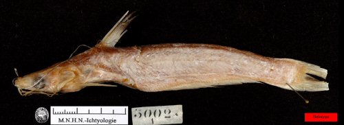 Platytropius siamensis = holotype