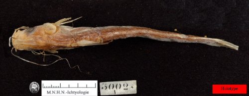 Platytropius siamensis = Holotype-dorsal view