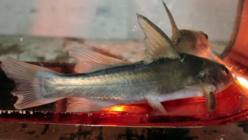 Plicofollis dussumieri = juvenile