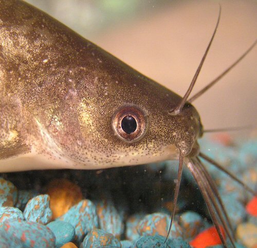 Poochilus rendahli with the larger eye being closer to the mouth.