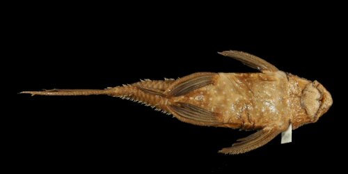 Pseudacanthicus fordii = ventral view