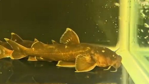 Pseudecheneis paviei