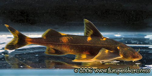 Pseudecheneis sp. (1)