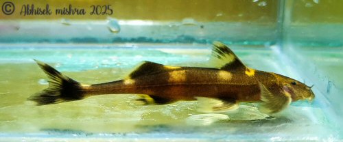 Pseudecheneis sulcata