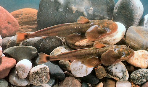 Pseudexostoma yunnanensis yunnanense