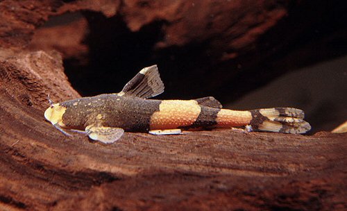 Pseudobagarius inermis