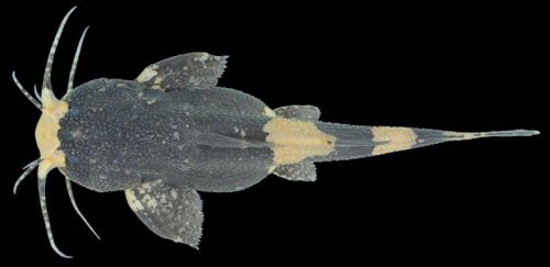 Pseudobagarius inermis = dorsal view