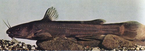 Tachysurus aurantiacus