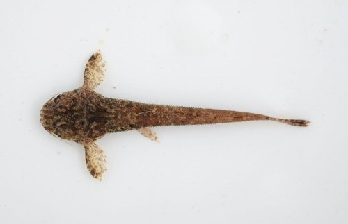 Pseudobunocephalus timbira - dorsal view