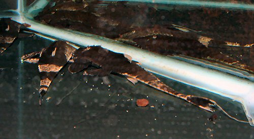 Pseudohemiodon apithanos 